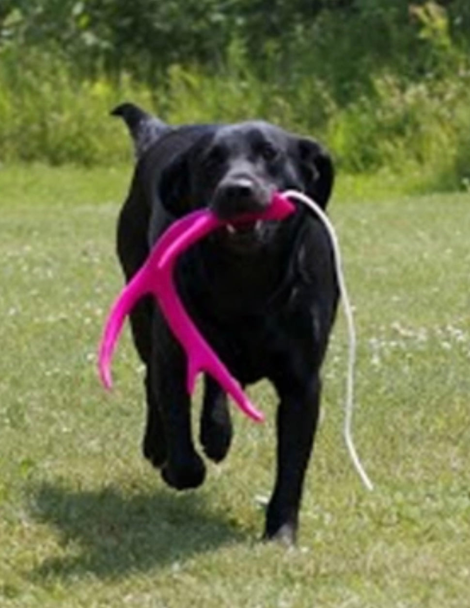 ANTLER FETCH TOY