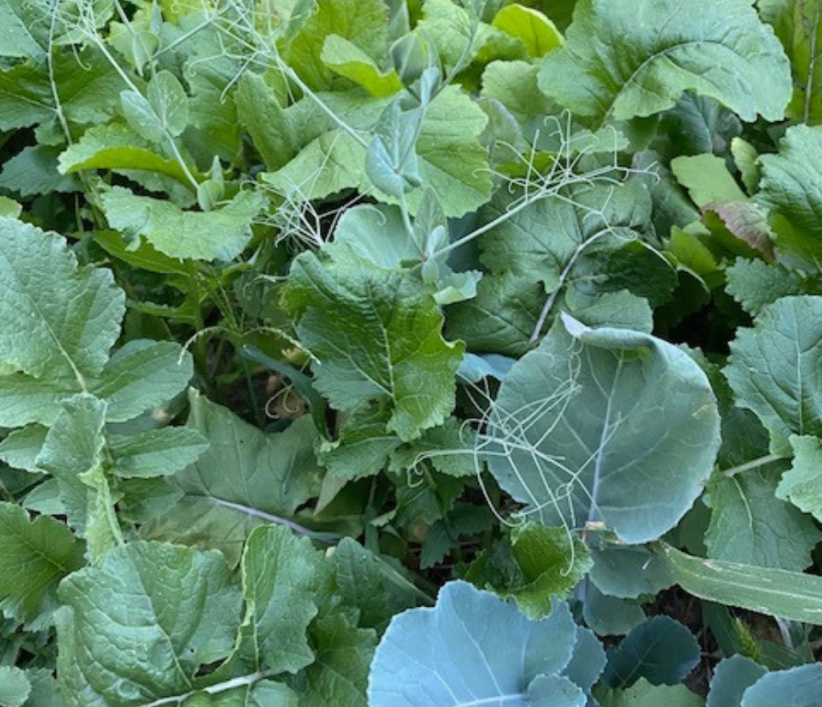 Big Tine Peas & Tubers